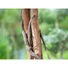 Kép 4/8 - EUROPALMS Lemon Tree, artificial plant, 180cm