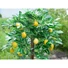 Kép 5/8 - EUROPALMS Lemon Tree, artificial plant, 180cm