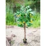 Kép 6/8 - EUROPALMS Lemon Tree, artificial plant, 180cm