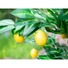 Kép 7/8 - EUROPALMS Lemon Tree, artificial plant, 180cm