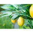 Kép 8/8 - EUROPALMS Lemon Tree, artificial plant, 180cm