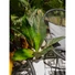 Kép 4/7 - EUROPALMS Sago palm tree, artificial, 45cm