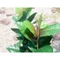 Kép 8/8 - EUROPALMS Rubber tree, artificial plant, 100cm