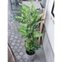 Kép 2/8 - EUROPALMS Dieffenbachia, artificial, 120cm