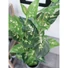 Kép 3/8 - EUROPALMS Dieffenbachia, artificial, 120cm