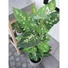 Kép 4/8 - EUROPALMS Dieffenbachia, artificial, 120cm
