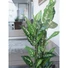 Kép 5/8 - EUROPALMS Dieffenbachia, artificial, 120cm