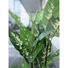 Kép 6/8 - EUROPALMS Dieffenbachia, artificial, 120cm