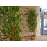 Kép 4/8 - EUROPALMS Bamboo Deluxe, artificial plant, 180cm