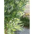 Kép 4/8 - EUROPALMS Bamboo Multi Trunk, artificial plant, 180cm