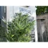 Kép 6/8 - EUROPALMS Bamboo Multi Trunk, artificial plant, 180cm