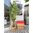 Kép 7/8 - EUROPALMS Bamboo Multi Trunk, artificial plant, 180cm