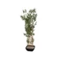 Kép 3/3 - EUROPALMS Bamboo in bowl, artificial, 150cm