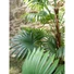 Kép 6/8 - EUROPALMS Fan Palm, artificial plant, 155cm