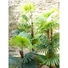 Kép 7/8 - EUROPALMS Fan Palm, artificial plant, 155cm