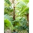 Kép 8/8 - EUROPALMS Fan Palm, artificial plant, 155cm