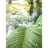 Kép 7/8 - EUROPALMS Areca Palm, 3 trunks, artificial plant, 150cm