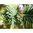 Kép 5/8 - EUROPALMS Areca palm, artificial plant, 110cm