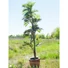 Kép 4/8 - EUROPALMS Parlor Palm, artificial plant, 150cm