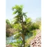 Kép 5/8 - EUROPALMS Parlor Palm, artificial plant, 150cm