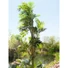 Kép 6/8 - EUROPALMS Parlor Palm, artificial plant, 150cm