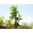 Kép 7/8 - EUROPALMS Parlor Palm, artificial plant, 150cm