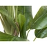 Kép 2/8 - EUROPALMS Banana Tree, artificial plant, 170cm