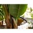 Kép 4/8 - EUROPALMS Banana Tree, artificial plant, 170cm