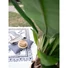 Kép 5/8 - EUROPALMS Banana Tree, artificial plant, 170cm
