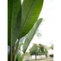 Kép 6/8 - EUROPALMS Banana Tree, artificial plant, 170cm