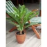 Kép 6/8 - EUROPALMS Cycas Palm Tree, artificial plant, 70cm