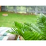 Kép 7/8 - EUROPALMS Cycas Palm Tree, artificial plant, 70cm
