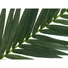 Kép 2/3 - EUROPALMS Coconut King Palm Branch, artificial, 150cm