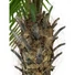 Kép 5/8 - EUROPALMS Phoenix Palm Tree Luxor, artificial plant, 150cm