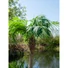 Kép 7/8 - EUROPALMS Phoenix Palm Tree Luxor, artificial plant, 150cm