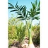 Kép 5/8 - EUROPALMS Phoenix Palm, artificial plant, 240cm