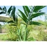 Kép 6/8 - EUROPALMS Phoenix Palm, artificial plant, 240cm