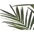 Kép 5/7 - EUROPALMS Kentia palm tree, artificial plant, 300cm