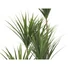 Kép 3/8 - EUROPALMS Yucca Palm Tree, artificial plant, 130cm