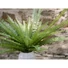 Kép 5/8 - EUROPALMS Boston Fern, artificial plant, green, 70cm
