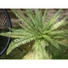 Kép 7/8 - EUROPALMS Boston Fern, artificial plant, green, 70cm