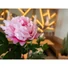 Kép 6/8 - EUROPALMS Peony Branch classic, artificial plant, pink, 80cm