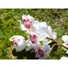 Kép 8/8 - EUROPALMS Cymbidium branch, artificial, white-pink, 90cm