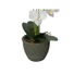 Kép 4/8 - EUROPALMS Orchid, artificial plant, white, 80cm