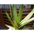 Kép 5/6 - EUROPALMS Aloe (EVA), artificial, green, 50cm