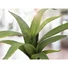 Kép 2/6 - EUROPALMS Aloe (EVA), artificial, green, 66cm