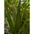 Kép 3/6 - EUROPALMS Aloe (EVA), artificial, green, 66cm