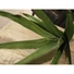 Kép 4/6 - EUROPALMS Aloe (EVA), artificial, green, 66cm