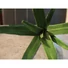 Kép 6/6 - EUROPALMS Aloe (EVA), artificial, green, 66cm