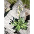 Kép 6/6 - EUROPALMS Houseleeks (EVA), artificial plant, yellow, 32cm
